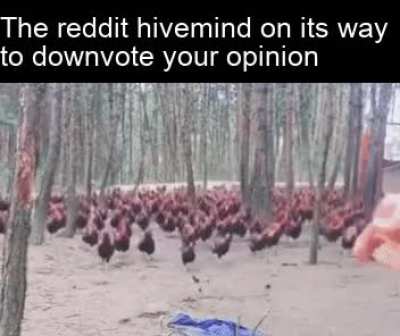 Let the hivemind council decide your fate