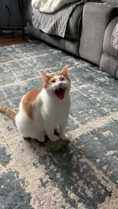 The good ‘ol yawn-squeak