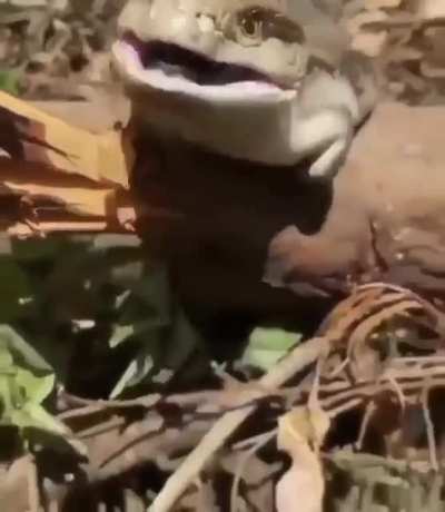 ? A lizard of the skink family.