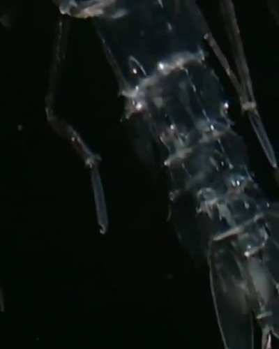 ?An Amphipod Cystisoma. The genus is noted for its nearly completely transparent body, adapted for life in low light waters.?