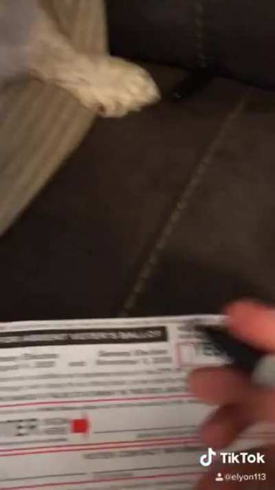Dogs votes matter too! ?