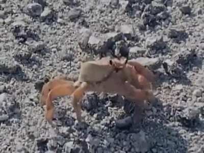 ? A crab that cuts off one of its arms.