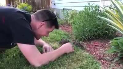 ? Guy coaxing a litter of curious baby bunnies out of his garden ?