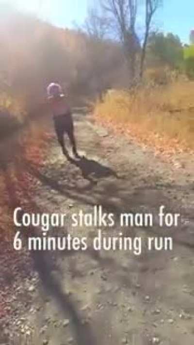 Cougar stalks man for 6 Miles ??