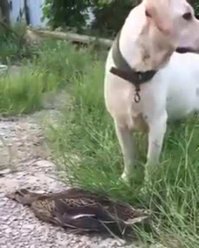 Sneak : 100
