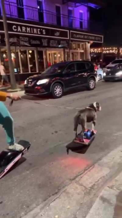 Man uses segway with his doggo