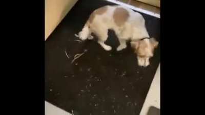 Bonk