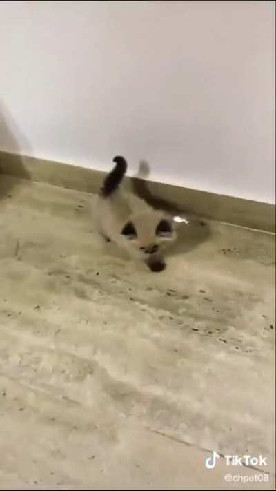such a small kitty for those big screams ?
