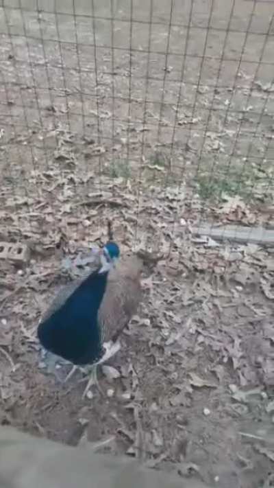 FancyBirb