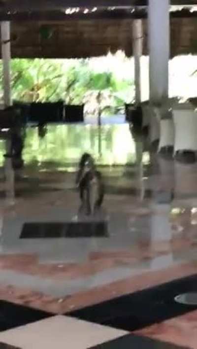 Monkeys took over.
