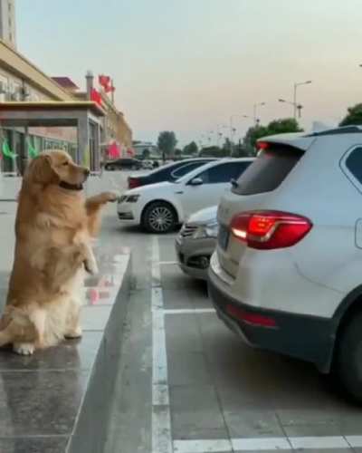 Barking sensor