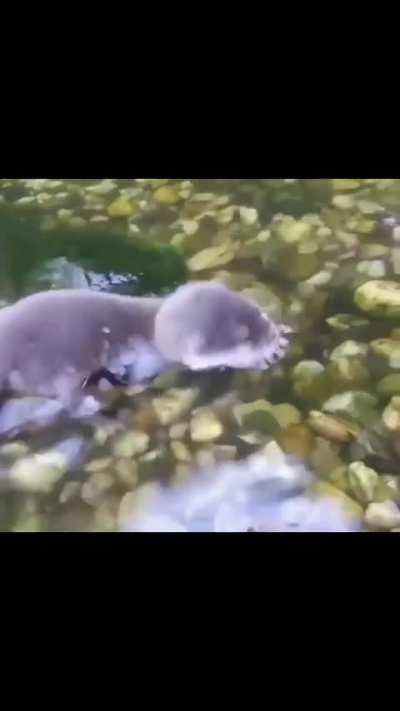 ? Baby Otter in the water for the first time ?