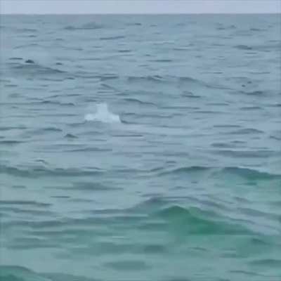 Rare pink dolphin spotted off the coast of Louisiana.