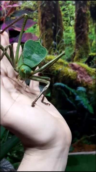 ? katydid, often spelled bush cricket and known as the long-horned grasshopper.