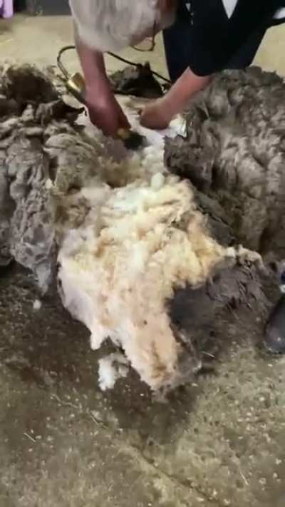 Sheep with an insane amount of wool finally gets sheared after being loose for years