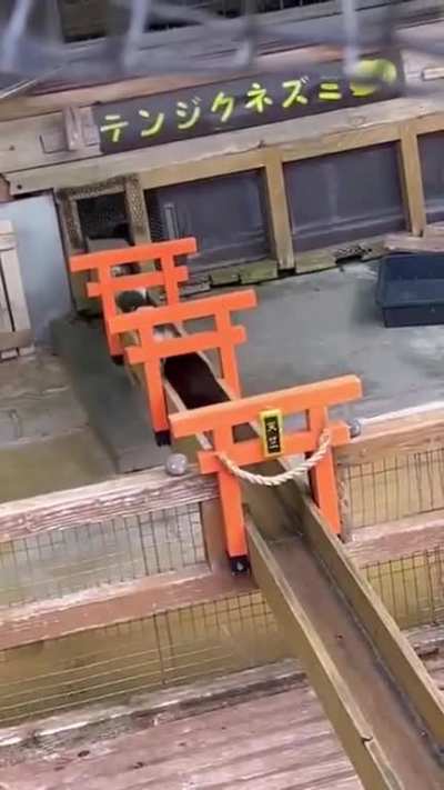 Cuteness bridge