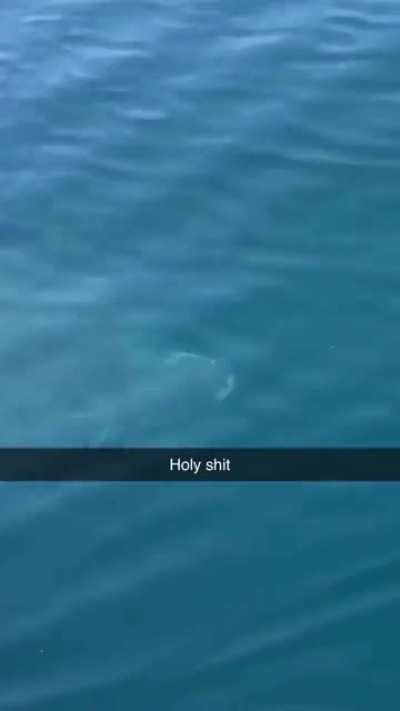 ?A massive shark creating a wake