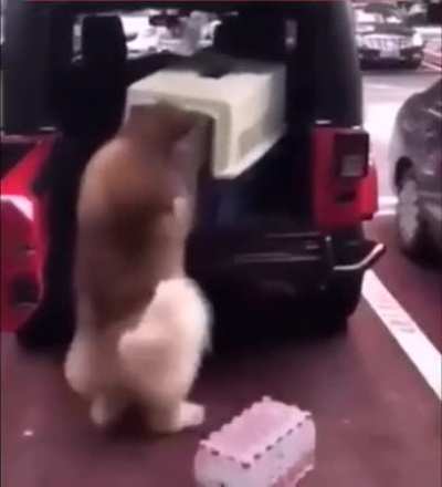 To get in the car