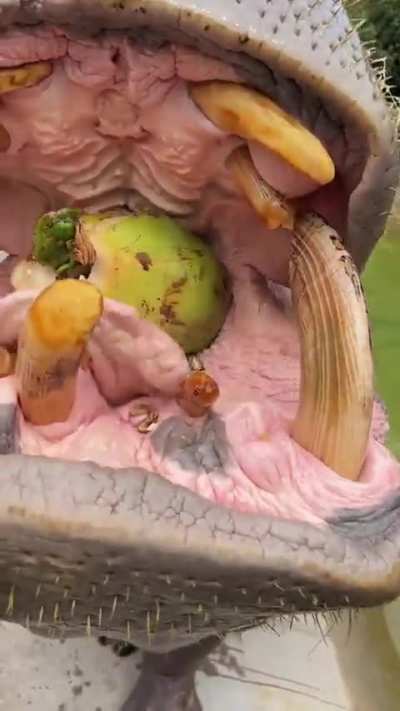 A hippo effortlessly crushes a coconut in its mouth