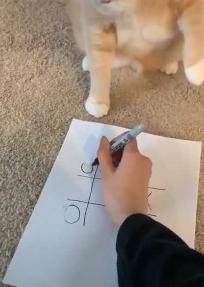 Tic-Tac-Cat