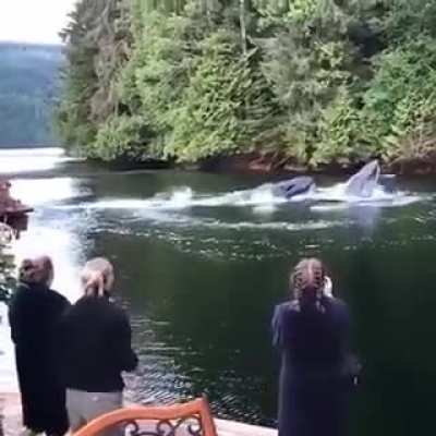 ? Imagine seeing this out of your backyard