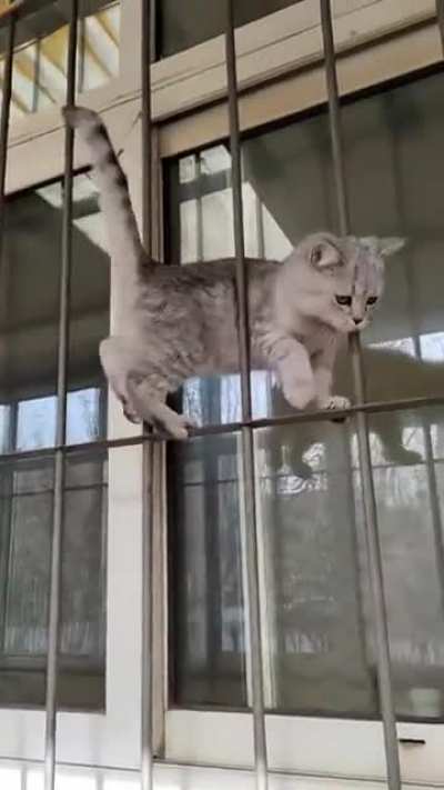 The wiggle kitten