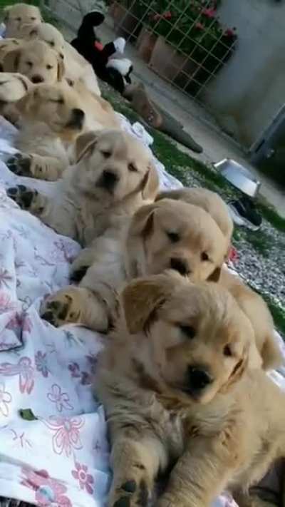 Several puppies waking up