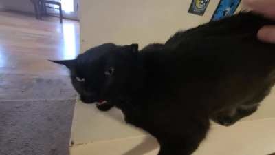 Luna returns for another performance.