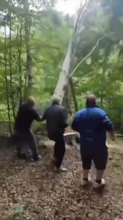 Felling a tree