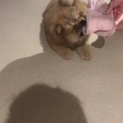 I steal shoes and your hearts ?