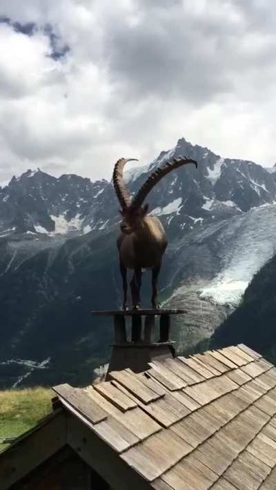? Majestic Ibex on top of a chimney