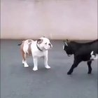 This goat with its mighty head butting display...