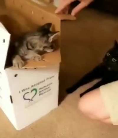 "What in the hell is that!?"