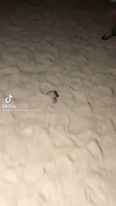 Searching for crabs
