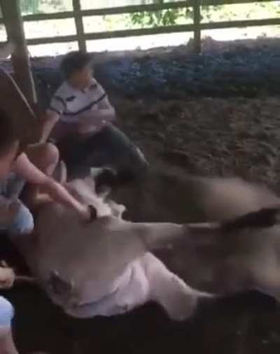 To brand a cow