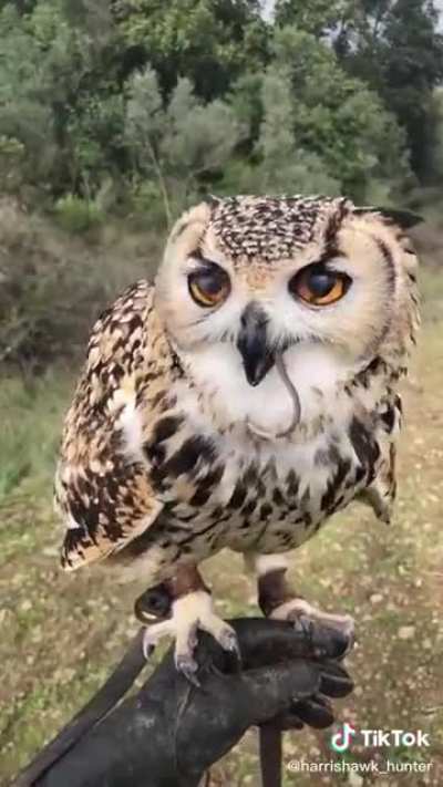 He’s comin to say hello