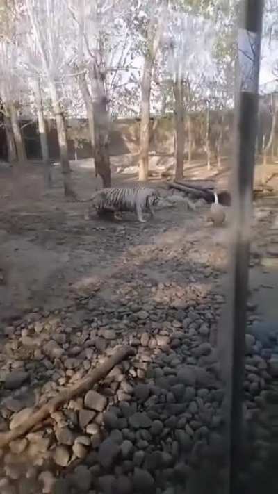 PUSSY cat