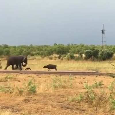 ?A baby water buffalo charges a bull elephant, only to be quickly ushered away by mom.