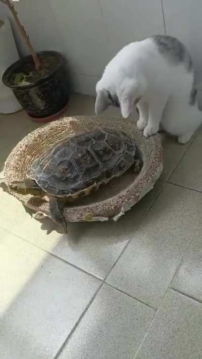 ??❤️??