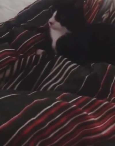 When your kitten thinks he's a dog ( Vol. Up)