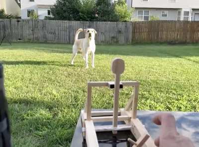 Catapult dog treats