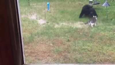 This cat is insanely brave