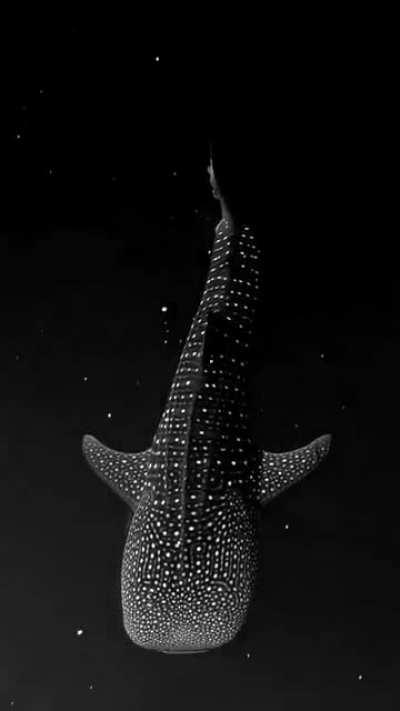 ? A wheal shark slipping through bioluminescent algae appears to be swimming in space.