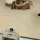 Baby dino on the loose