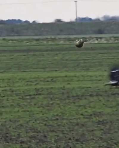 ? Rabbit narrowly escapes being caught