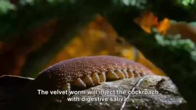 ? Velvet worm hunting a cockroach