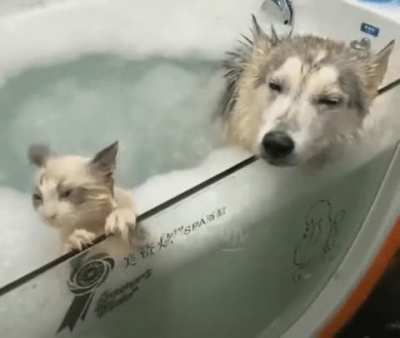 Life doesn't look like it can get any better for these tub buddies
