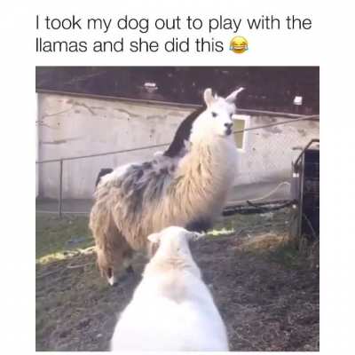 lol