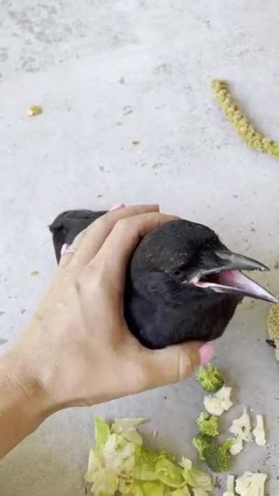 Young Raven landed on our deck today and has decided to stay. He is insanely friendly.