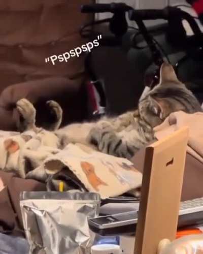 Cat be like: What?! Not now! You know dank well my fav show is on!